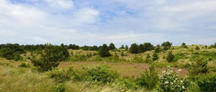 Geniet van de mooie natuur van Vlieland