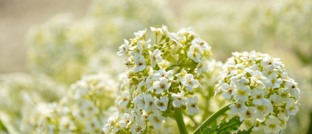 Geniet van de Amusetour op Vlieland