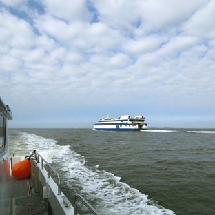 Waddentaxi Zeehond