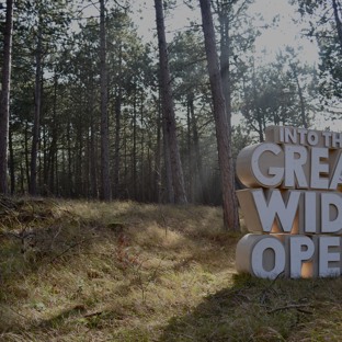 Into The Great Wide Open Festival