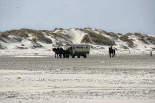 Geniet van Terschelling in een huifkar